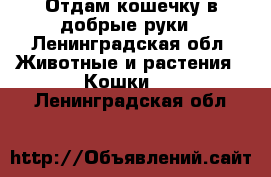 Отдам кошечку в добрые руки - Ленинградская обл. Животные и растения » Кошки   . Ленинградская обл.